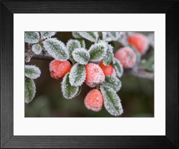 Framed Print : Cotoneaster Rimed berries - In frost Framed Print : Cotoneaster Rimed berries - In frost