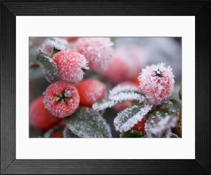 Framed Print : Cotoneaster Rimed berries - In frost Framed Print : Cotoneaster Rimed berries - In frost