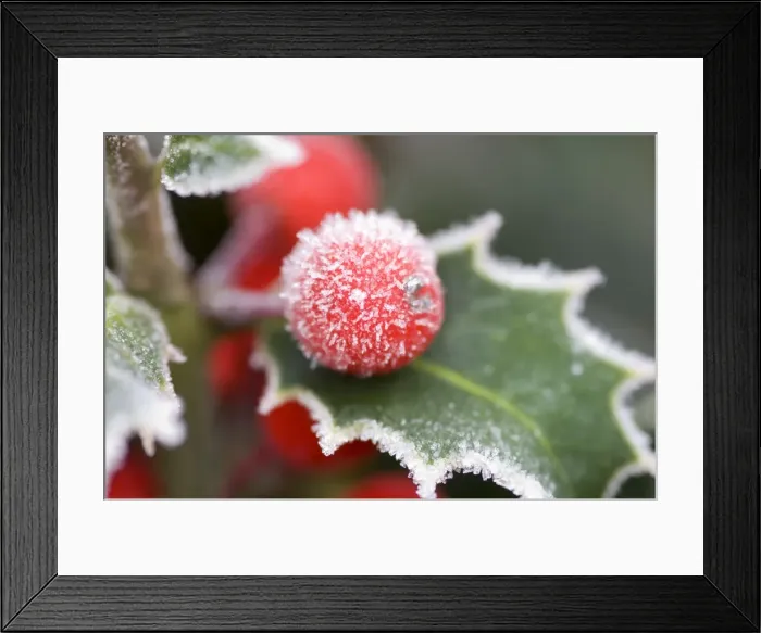 Framed Print : Holly Rimed berries - In frost Framed Print : Holly Rimed berries - In frost