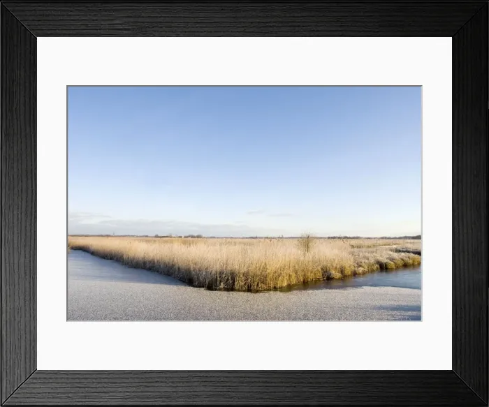 Framed Print : Fenland - Wetland with rimed reed - Nature reserve De Wieden, The Netherlands, in winter Framed Print : Fenland - Wetland with rimed reed - Nature reserve De Wieden, The Netherlands, in winter