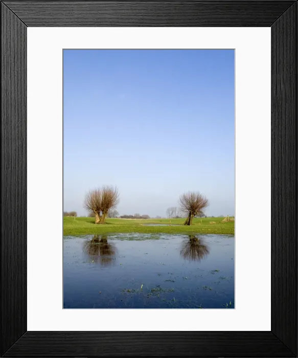 Framed Print : Pollard willow Reflections in the flooded forelands of the river IJssel, The Netherlands, in early spring Framed Print : Pollard willow Reflections in the flooded forelands of the river IJssel, The Netherlands, in early spring