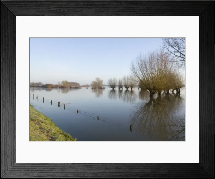 Framed Print : Pollard willow Reflections in the flooded forelands of the river IJssel, The Netherlands, in early spring Framed Print : Pollard willow Reflections in the flooded forelands of the river IJssel, The Netherlands, in early spring