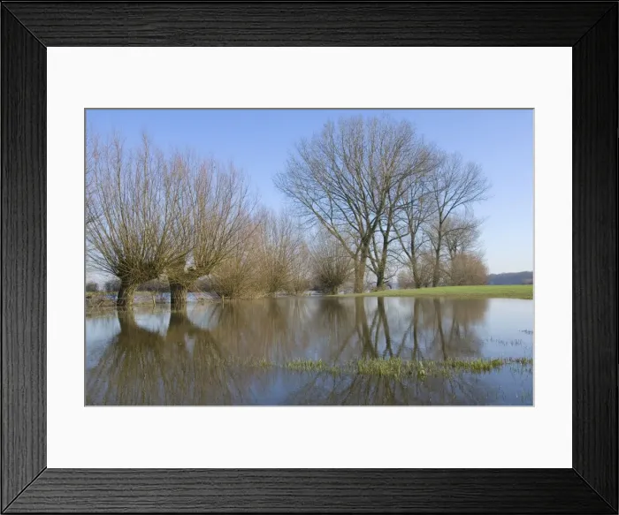 Framed Print : Pollard willow Reflections in the flooded forelands of the river IJssel, The Netherlands, in early spring Framed Print : Pollard willow Reflections in the flooded forelands of the river IJssel, The Netherlands, in early spring