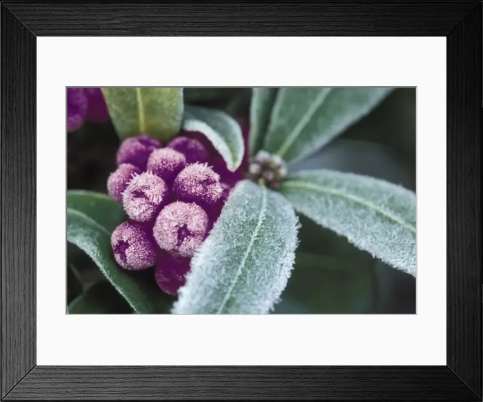 Framed Print : Frosted skimmia japonica with colour change to plum Framed Print : Frosted skimmia japonica with colour change to plum