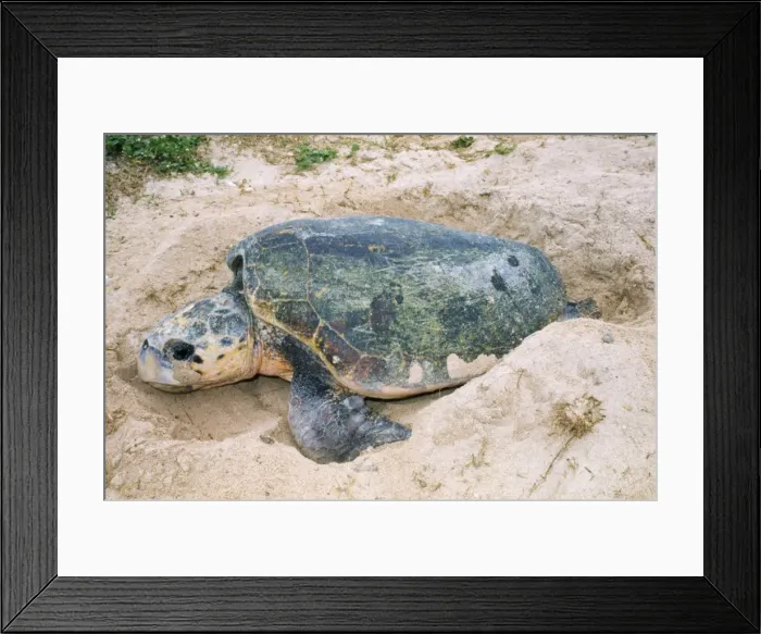 Framed Print : Loggerhead Turtle - laying eggs