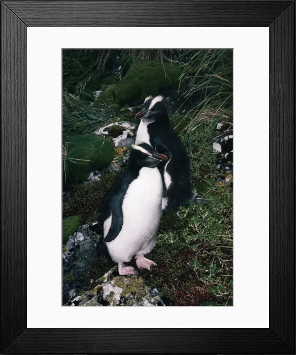 Framed Print : Erect-crested Penguin Framed Print : Erect-crested Penguin
