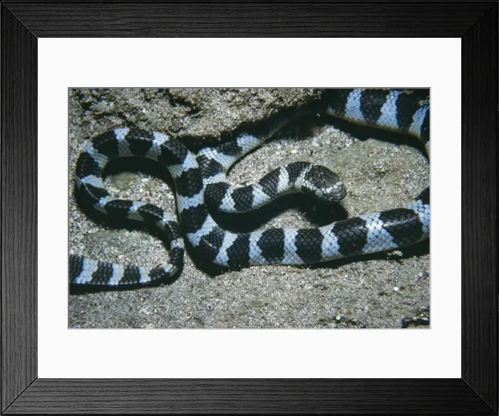 Framed Print : Banded Sea Snake - venomous South Pacific Framed Print : Banded Sea Snake - venomous South Pacific