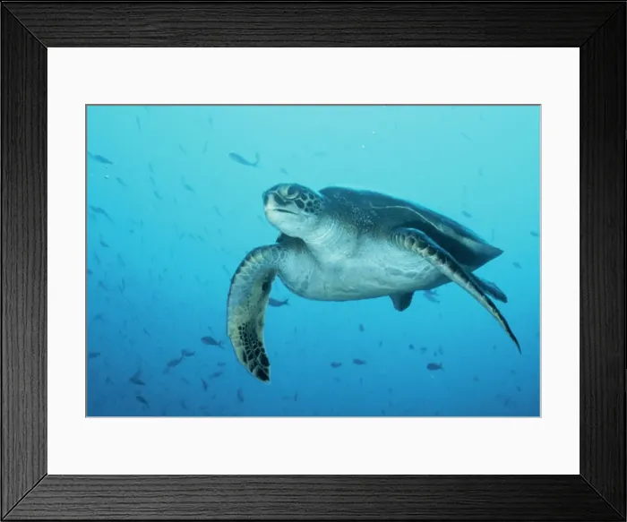 Framed Print : Green Turtle Galapagos Framed Print : Green Turtle Galapagos