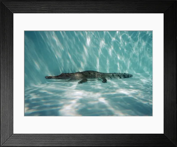 Framed Print : Crocidile, fresh water - underwater, resting on bottom Gulf of Carpenteria, Australia Framed Print : Crocidile, fresh water - underwater, resting on bottom Gulf of Carpenteria, Australia