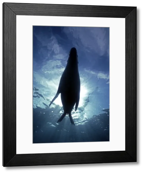 Framed Print : Australian Sealion - Resting in the sun unaware of the photographer below South Australia Framed Print : Australian Sealion - Resting in the sun unaware of the photographer below South Australia