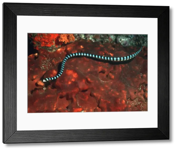 Framed Print : Sea Snake - The venomous Banded Sea Kraits are air breathing, egg laying reptiles who live and hunt in the tropical waters of the Indo Pacific. There seems to be some confusion as to the correct scientific name of this species. Gunung Api