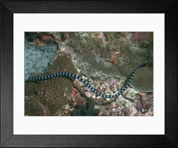 Framed Print : Sea Snake -Banded Sea Krait. The venomous Banded Sea Kraits are air breathing, egg laying reptiles who live and hunt in the tropical waters of the Indo Pacific Framed Print : Sea Snake -Banded Sea Krait. The venomous Banded Sea Kraits are air breathing, egg laying reptiles who live and hunt in the tropical waters of the Indo Pacific