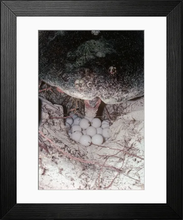 Framed Print : Green Turtle - Turtle is laying eggs in a hole it has dug in the sand at night. Heron Island, Great Barrier Reef. Australia. TUR-039