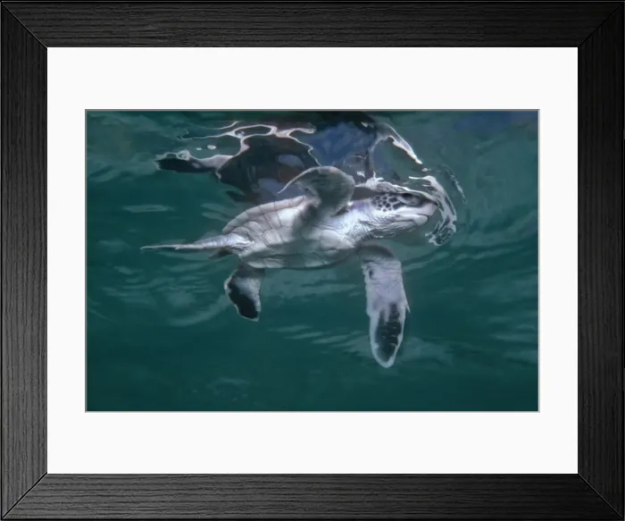 Framed Print : Green Turtle, juvenile - Newly hatched green turtle takes his first swim. Raine Island. Great Barrier Reef. Australia. TUR-041 Framed Print : Green Turtle, juvenile - Newly hatched green turtle takes his first swim. Raine Island. Great Barrier Reef. Australia. TUR-041