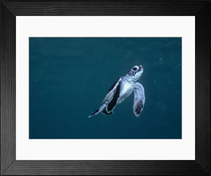 Framed Print : Green Turtle, juvenile - New green turtle hatchling swim for its life into the open ocean where it will drift for possibly 30 years before returning to the reef where it was born. Raine Island. Great barrier Reef Framed Print : Green Turtle, juvenile - New green turtle hatchling swim for its life into the open ocean where it will drift for possibly 30 years before returning to the reef where it was born. Raine Island. Great barrier Reef