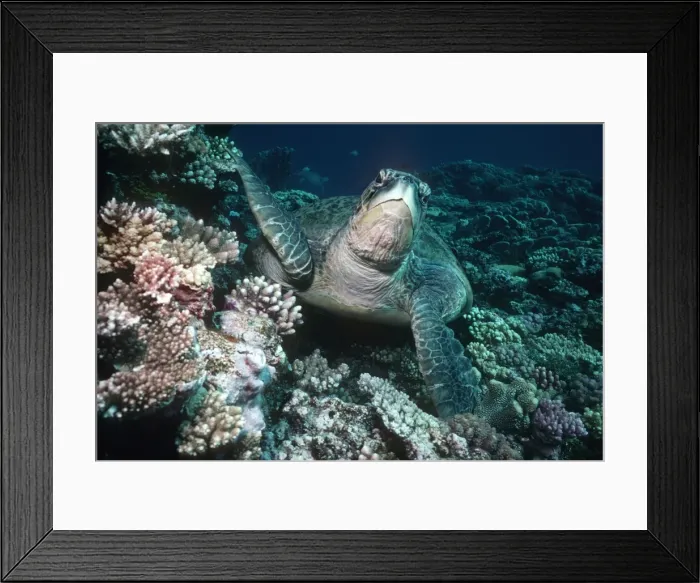 Framed Print : Green Turtle - Green turtle about to swim up from coral. The sores on its legs are where barnacles have been living. Raine Island, Great Barrier Reef. Australia. TUR-044 Framed Print : Green Turtle - Green turtle about to swim up from coral. The sores on its legs are where barnacles have been living. Raine Island, Great Barrier Reef. Australia. TUR-044