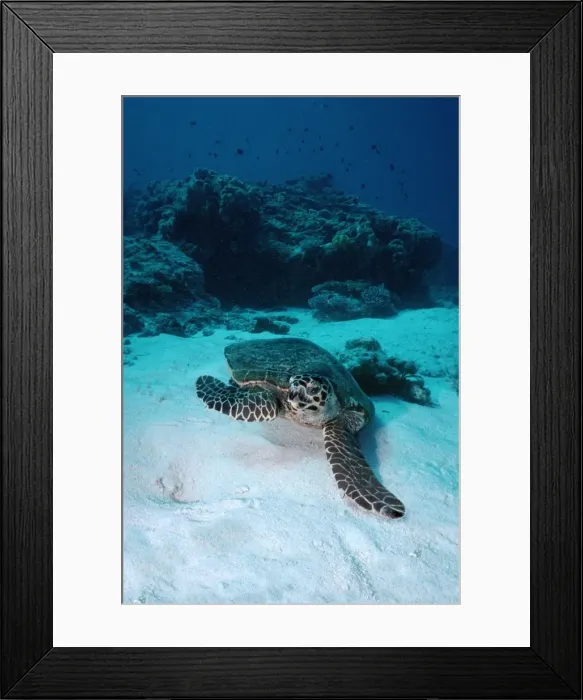 Framed Print : Hawksbill Turtle - Turtles can be inquisitive and swim close to divers. Milne bay, Papua New Guinea. TUR-046 Framed Print : Hawksbill Turtle - Turtles can be inquisitive and swim close to divers. Milne bay, Papua New Guinea. TUR-046