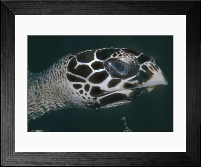 Framed Print : Hawksbill Turtle - Close head shot of Turtle. Milne Bay. Papua New Guinea. TUR-047 Framed Print : Hawksbill Turtle - Close head shot of Turtle. Milne Bay. Papua New Guinea. TUR-047