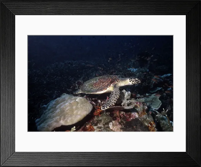 Framed Print : Hawksbill turtle - swimming across coral reef. hawksbill turtles feed mainly upon sponges but will take fish if it is offered. Great Barrier Reef Framed Print : Hawksbill turtle - swimming across coral reef. hawksbill turtles feed mainly upon sponges but will take fish if it is offered. Great Barrier Reef