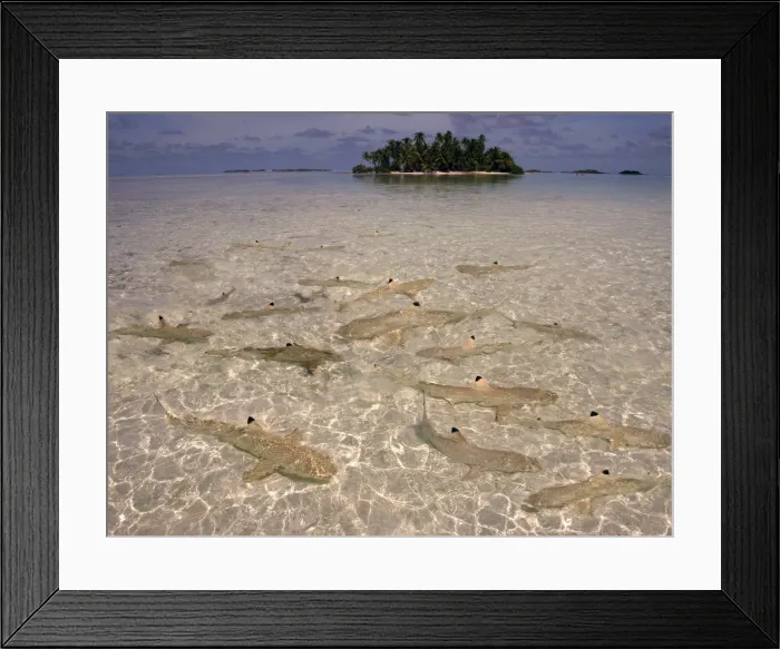 Framed Print : Black Tip reef sharks - In water so shallow they stir up the sand, these baby sharks are safe from larger preditors which can include their parents The Blue Lagoon, French Polynesia, Indopacific Framed Print : Black Tip reef sharks - In water so shallow they stir up the sand, these baby sharks are safe from larger preditors which can include their parents The Blue Lagoon, French Polynesia, Indopacific