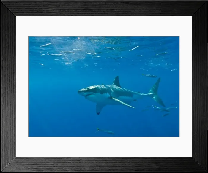 Framed Print : Great White Shark - Female - Guadalupe island - Mexico Framed Print : Great White Shark - Female - Guadalupe island - Mexico