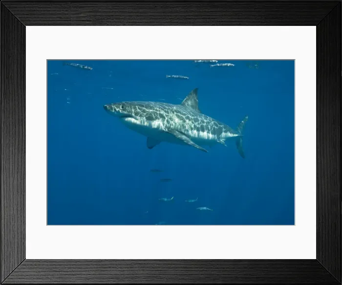 Framed Print : Great White Shark - Female - Guadalupe island - Mexico Framed Print : Great White Shark - Female - Guadalupe island - Mexico