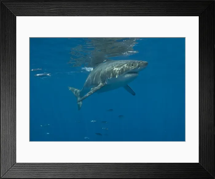 Framed Print : Great White Shark - Female - Guadalupe island - Mexico Framed Print : Great White Shark - Female - Guadalupe island - Mexico
