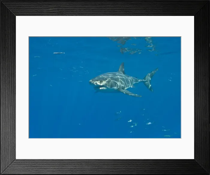 Framed Print : Great White Shark - Tagged male - Guadalupe island - Mexico Framed Print : Great White Shark - Tagged male - Guadalupe island - Mexico