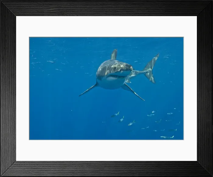 Framed Print : Great White Shark - male - Guadalupe island - Mexico Framed Print : Great White Shark - male - Guadalupe island - Mexico