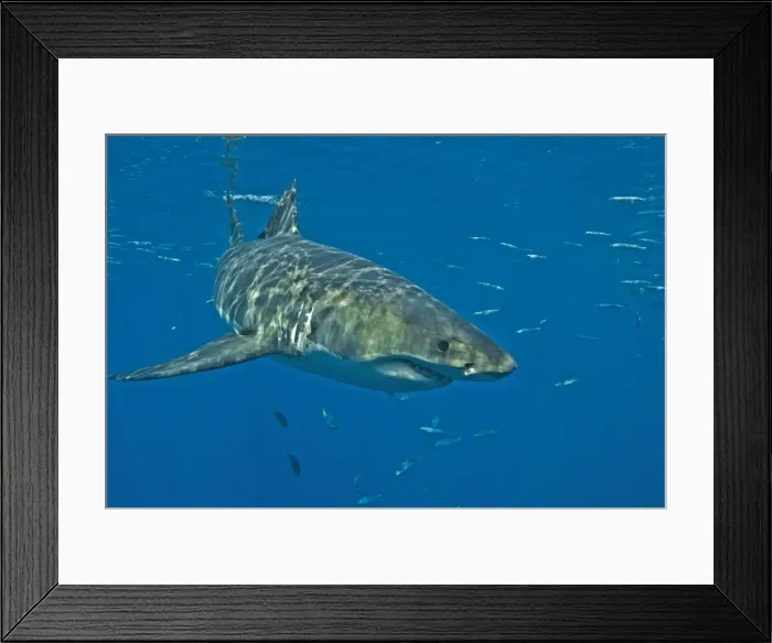 Framed Print : Great White Shark - male - Guadalupe island - Mexico Framed Print : Great White Shark - male - Guadalupe island - Mexico