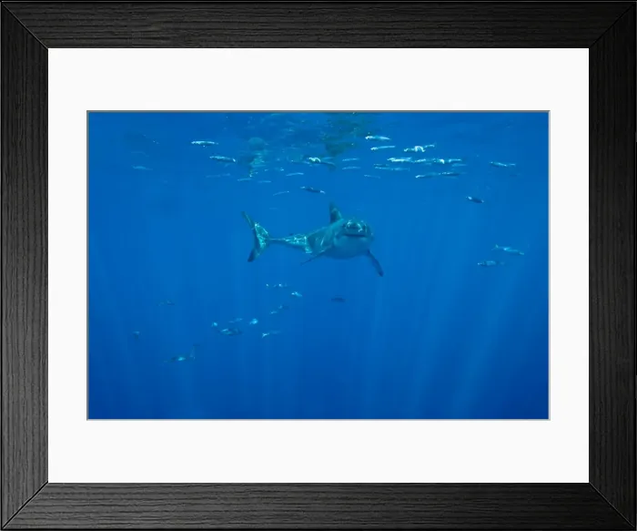 Framed Print : Great White Shark - male, Guadalupe island. Mexico Framed Print : Great White Shark - male, Guadalupe island. Mexico