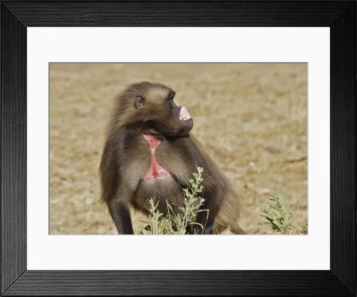 Framed Print : Gelada Baboon - showing gums. Simien mountains - Ethiopia - Africa Framed Print : Gelada Baboon - showing gums. Simien mountains - Ethiopia - Africa