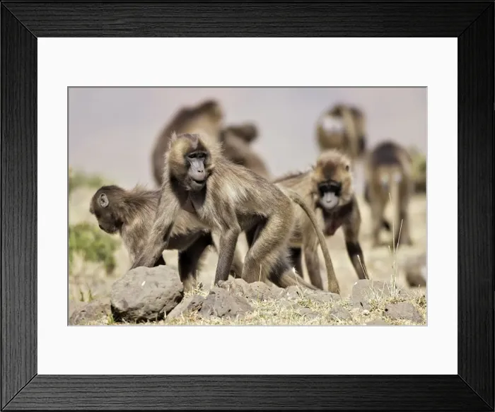 Framed Print : Gelada Baboon - group. Simien mountains - Ethiopia - Africa Framed Print : Gelada Baboon - group. Simien mountains - Ethiopia - Africa