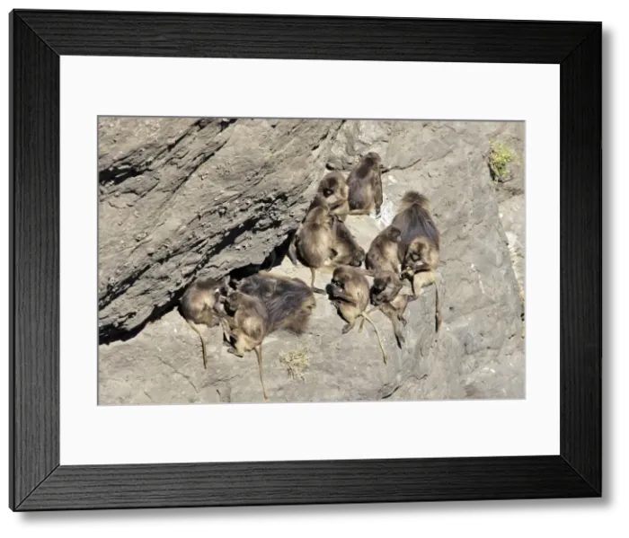 Framed Print : Gelada Baboon - group. Simien mountains - Ethiopia - Africa Framed Print : Gelada Baboon - group. Simien mountains - Ethiopia - Africa