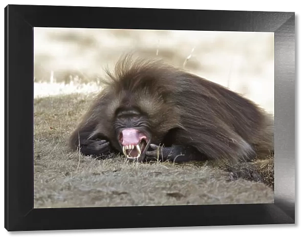 Gelada Baboon - showing gums & teeth. Simien mountains - Ethiopia - Africa