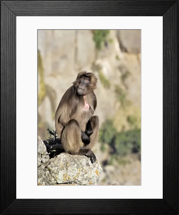 Framed Print : Gelada Baboon. Simien mountains - Ethiopia - Africa Framed Print : Gelada Baboon. Simien mountains - Ethiopia - Africa