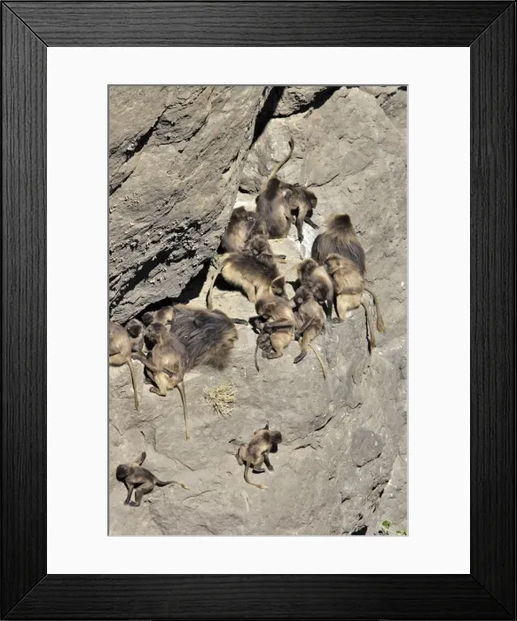 Framed Print : Gelada Baboon - group. Simien mountains - Ethiopia - Africa Framed Print : Gelada Baboon - group. Simien mountains - Ethiopia - Africa