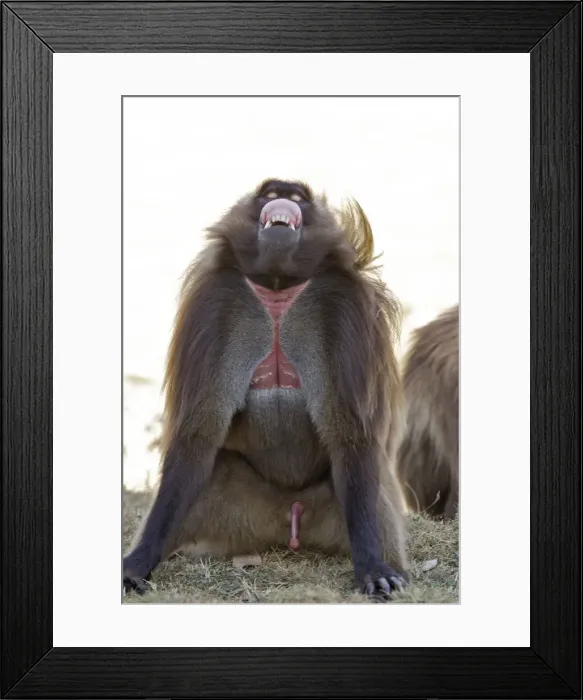 Framed Print : Gelada Baboon - sitting & showing gums. Simien mountains - Ethiopia - Africa Framed Print : Gelada Baboon - sitting & showing gums. Simien mountains - Ethiopia - Africa