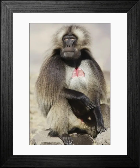 Framed Print : Gelada Baboon - sitting. Simien mountains - Ethiopia - Africa Framed Print : Gelada Baboon - sitting. Simien mountains - Ethiopia - Africa