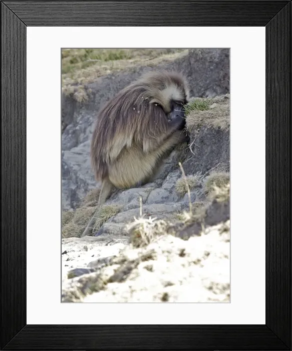 Framed Print : Gelada Baboon - sitting, resting in shade. Simien mountains - Ethiopia - Africa Framed Print : Gelada Baboon - sitting, resting in shade. Simien mountains - Ethiopia - Africa