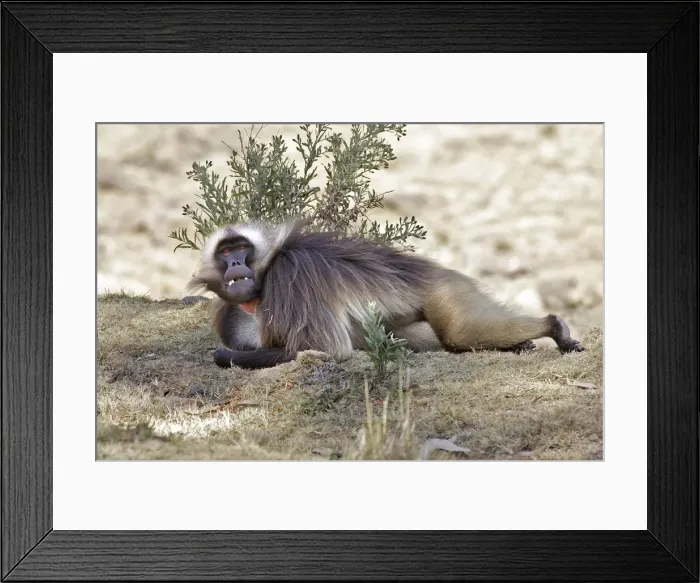 Framed Print : Gelada Baboon - lying on ground. Simien mountains - Ethiopia - Africa Framed Print : Gelada Baboon - lying on ground. Simien mountains - Ethiopia - Africa