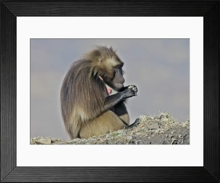 Framed Print : Gelada Baboon - sitting & eating. Simien mountains - Ethiopia - Africa Framed Print : Gelada Baboon - sitting & eating. Simien mountains - Ethiopia - Africa