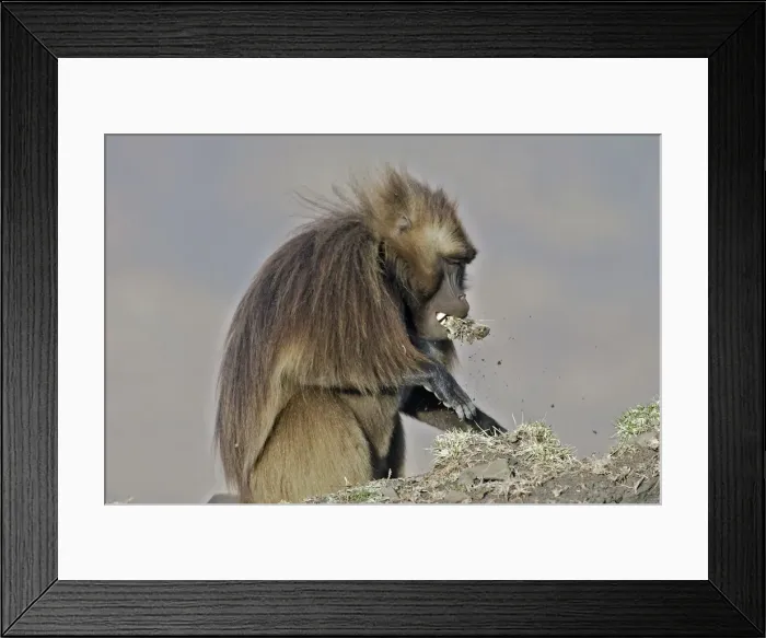 Framed Print : Gelada Baboon - pulling up grass with mouth. Simien mountains - Ethiopia - Africa Framed Print : Gelada Baboon - pulling up grass with mouth. Simien mountains - Ethiopia - Africa