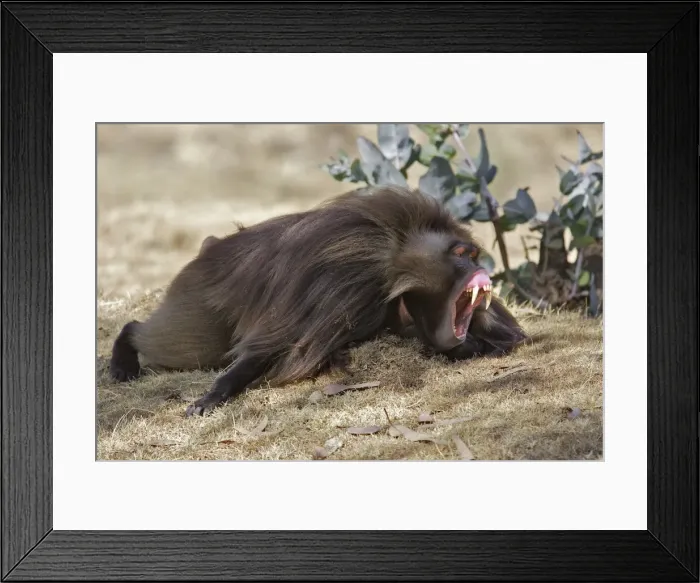 Framed Print : Gelada Baboon - lying on ground yawning. Simien mountains - Ethiopia - Africa Framed Print : Gelada Baboon - lying on ground yawning. Simien mountains - Ethiopia - Africa