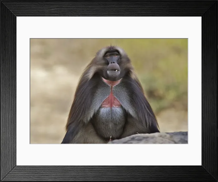 Framed Print : Gelada Baboon - sitting. Simien mountains - Ethiopia - Africa Framed Print : Gelada Baboon - sitting. Simien mountains - Ethiopia - Africa