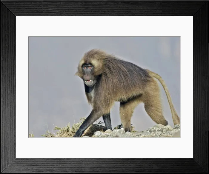 Framed Print : Gelada Baboon. Simien mountains - Ethiopia - Africa Framed Print : Gelada Baboon. Simien mountains - Ethiopia - Africa
