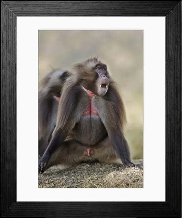 Framed Print : Gelada Baboon - male sitting. Simien mountains - Ethiopia - Africa Framed Print : Gelada Baboon - male sitting. Simien mountains - Ethiopia - Africa