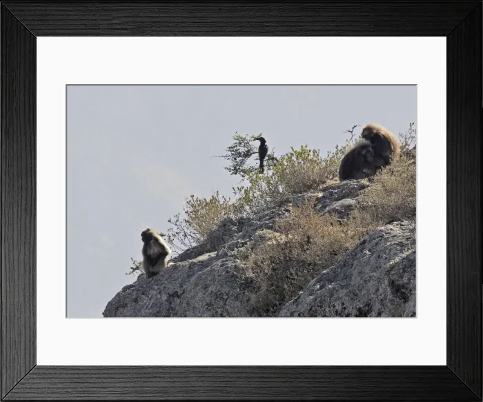 Framed Print : Gelada Baboon - three resting on rocks. Simien mountains - Ethiopia - Africa Framed Print : Gelada Baboon - three resting on rocks. Simien mountains - Ethiopia - Africa