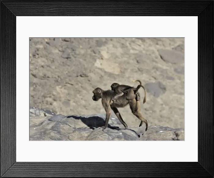 Framed Print : Gelada Baboon - adult with young on back. Simien mountains - Ethiopia - Africa Framed Print : Gelada Baboon - adult with young on back. Simien mountains - Ethiopia - Africa