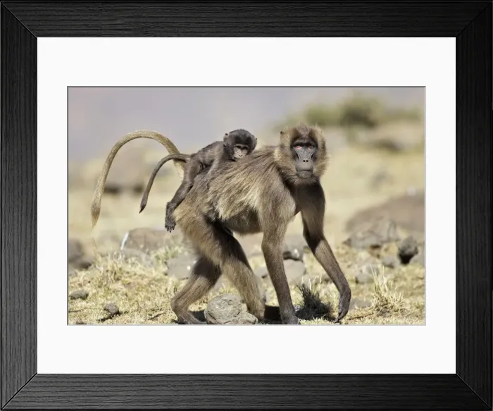 Framed Print : Gelada Baboon - adult with young on back. Simien mountains - Ethiopia - Africa Framed Print : Gelada Baboon - adult with young on back. Simien mountains - Ethiopia - Africa